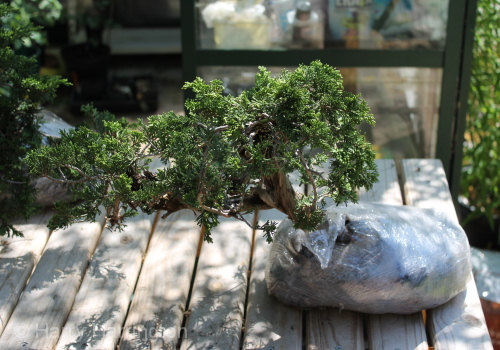 juniper bonsai